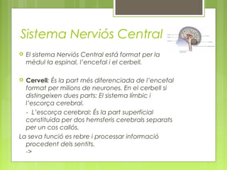 Sistema Nerviós Central
 El sistema Nerviós Central está format per la
mèdul·la espinal, l’encefal i el cerbell.
 Cervell: És la part més diferenciada de l’encefal
format per milions de neurones. En el cerbell si
distingeixen dues parts: El sistema límbic i
l’escorça cerebral.
- L’escorça cerebral: És la part superficial
constituida per dos hemsferis cerebrals separats
per un cos callós.
La seva funció es rebre i processar informació
procedent dels sentits.
->
 