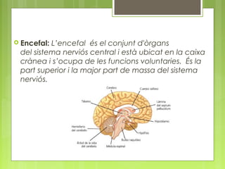  Encefal: L’encefal  és el conjunt d'òrgans
del sistema nerviós central i està ubicat en la caixa
crànea i s’ocupa de les funcions voluntaries. És la
part superior i la major part de massa del sistema
nerviós.
 