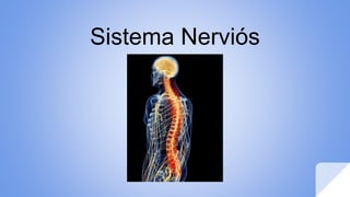Sistema Nerviós
 
