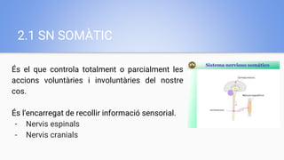 2.1 SN SOMÀTIC
És el que controla totalment o parcialment les
accions voluntàries i involuntàries del nostre
cos.
És l’encarregat de recollir informació sensorial.
- Nervis espinals
- Nervis cranials
 