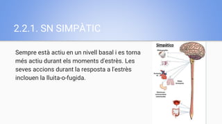 2.2.1. SN SIMPÀTIC
Sempre està actiu en un nivell basal i es torna
més actiu durant els moments d'estrès. Les
seves accions durant la resposta a l'estrès
inclouen la lluita-o-fugida.
 