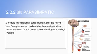 2.2.2 SN PARASIMPÀTIC
Controla les funcions i actes involuntaris. Els nervis
que l'integren neixen en l'encèfal, formant part dels
nervis cranials, motor ocular comú, facial, glossofaringi
i vague.
 