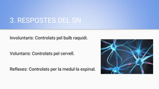 3. RESPOSTES DEL SN
Involuntaris: Controlats pel bulb raquidi.
Voluntaris: Controlats pel cervell.
Reflexes: Controlats per la medul·la espinal.
 