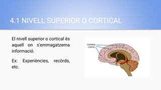 4.1 NIVELL SUPERIOR O CORTICAL
El nivell superior o cortical és
aquell on s'emmagatzema
informació.
Ex: Experiències, recòrds,
etc.
 