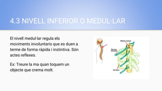 4.3 NIVELL INFERIOR O MEDUL·LAR
El nivell medul·lar regula els
moviments involuntaris que es duen a
terme de forma ràpida i instintiva. Són
actes reflexes.
Ex: Treure la ma quan toquem un
objecte que crema molt.
 