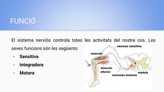 FUNCIÓ
El sistema nerviós controla totes les activitats del nostre cos. Les
seves funcions són les següents:
- Sensitiva
- Integradora
- Motora
 