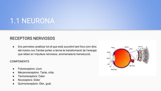 1.1 NEURONA
RECEPTORS NERVIOSOS
● Ens permetes analitzar tot el que està succeïnt tant fora com dins
del nostre cos.També porten a terme la transformació de l’energia
que reben en impulsos nerviosos, anomenada la transducció.
COMPONENTS
● Fotoreceptors: Llum
● Mecanoreceptors: Tacte, oïda.
● Termoreceptors: Calor
● Nociceptors: Dolor
● Quimioreceptors: Olor, gust.
 