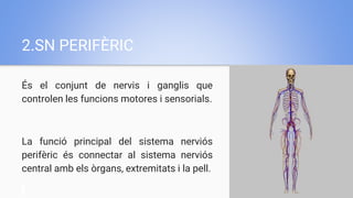 2.SN PERIFÈRIC
És el conjunt de nervis i ganglis que
controlen les funcions motores i sensorials.
La funció principal del sistema nerviós
perifèric és connectar al sistema nerviós
central amb els òrgans, extremitats i la pell.
 