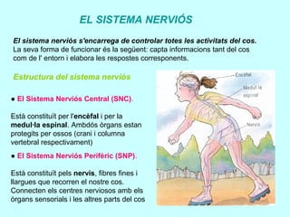 EL SISTEMA NERVIÓS
El sistema nerviós s'encarrega de controlar totes les activitats del cos.
La seva forma de funcionar és la següent: capta informacions tant del cos
com de l' entorn i elabora les respostes corresponents.
Estructura del sistema nerviós
● El Sistema Nerviós Central (SNC).
Està constituït per l'encèfal i per la
medul·la espinal. Ambdós òrgans estan
protegits per ossos (crani i columna
vertebral respectivament)
● El Sistema Nerviós Perifèric (SNP).
Està constituït pels nervis, fibres fines i
llargues que recorren el nostre cos.
Connecten els centres nerviosos amb els
òrgans sensorials i les altres parts del cos
 