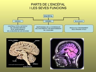 PARTS DE L’ENCÈFAL I LES SEVES FUNCIONS ENCÈFAL CERVELL CEREBEL B ULB RAQUIDI CONTROLA TOTA L’ACTIVITAT  DEL SISTEMA NERVIÓS ÉS EL RESPONSABLE DE LA MAJORIA DE LES ACCIONS RESPONSABLE DE LA COORDINACIÓ DELS MOVIMENTS I DELMANTENIMEENT DE L’EQUILIBRI REGULA EL FUNCIONAMENT DELS ÒRGANS VITALS 