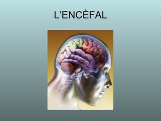 L’ENCÈFAL 