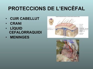 PROTECCIONS DE L’ENCÈFAL CUIR CABELLUT CRANI LÍQUID  CEFALORRAQUIDI MENINGES 