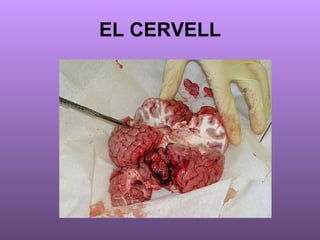 EL CERVELL 