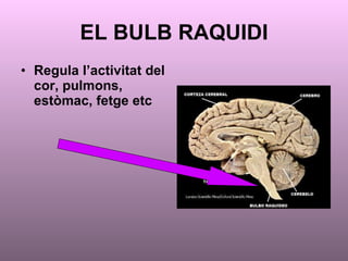 EL BULB RAQUIDI Regula l’activitat del cor, pulmons, estòmac, fetge etc 