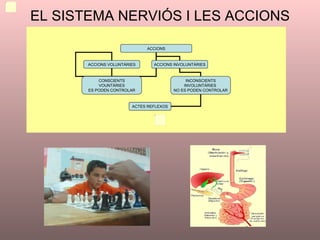 EL SISTEMA NERVIÓS I LES ACCIONS ACCIONS ACCIONS VOLUNTÀRIES ACCIONS INVOLUNTÀRIES CONSCIENTS VOUNTÀRIES ES PODEN CONTROLAR INCONSCIENTS INVOLUNTÀRIES  NO ES PODEN CONTROLAR ACTES REFLEXOS 