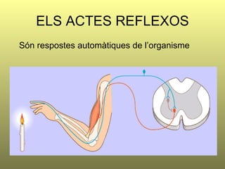 ELS ACTES REFLEXOS Són respostes automàtiques de l’organisme 