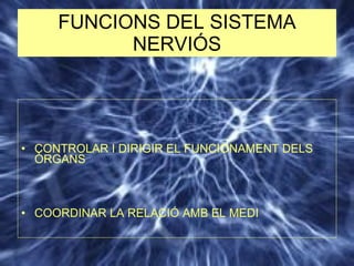 FUNCIONS DEL SISTEMA NERVIÓS CONTROLAR I DIRIGIR EL FUNCIONAMENT DELS ÒRGANS COORDINAR LA RELACIÓ AMB EL MEDI 