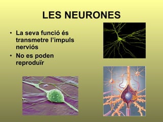 LES NEURONES La seva funció és transmetre l’impuls nerviós No es poden reproduïr 