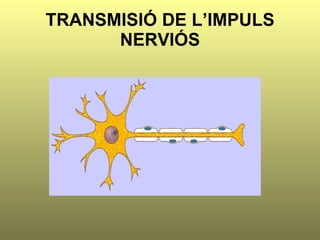 TRANSMISIÓ DE L’IMPULS NERVIÓS 