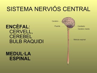 SISTEMA NERVIÓS CENTRAL ENCÈFAL : CERVELL, CEREBEL  BULB RAQUIDI MEDUL·LA ESPINAL 