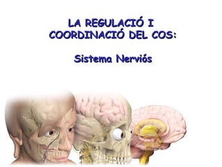 LA REGULACIÓ I  COORDINACIÓ DEL COS: Sistema Nerviós 