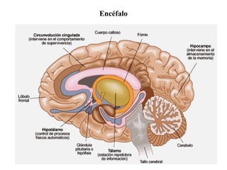 Encéfalo
 
