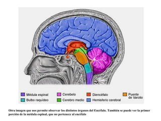 Otra imagen que nos permite observar los distintos órganos del Encéfalo. También se puede ver la primer
porción de la médula espinal, que no pertenece al encéfalo
 