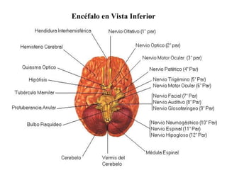 Encéfalo en Vista Inferior
 
