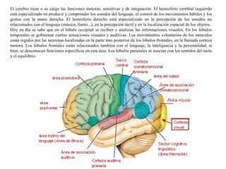 El cerebro tiene a su cargo las funciones motoras, sensitivas y de integración. El hemisferio cerebral izquierdo
está especializado en producir y comprender los sonidos del lenguaje, el control de los movimientos hábiles y los
gestos con la mano derecha. El hemisferio derecho está especializado en la percepción de los sonidos no
relacionados con el lenguaje (música, llanto...), en la percepción táctil y en la localización espacial de los objetos.
Hoy en día se sabe que en el lóbulo occipital se reciben y analizan las informaciones visuales. En los lóbulos
temporales se gobiernan ciertas sensaciones visuales y auditivas. Los movimientos voluntarios de los músculos
están regidos por las neuronas localizadas en la parte más posterior de los lóbulos frontales, en la llamada corteza
motora. Los lóbulos frontales están relacionados también con el lenguaje, la inteligencia y la personalidad, si
bien, se desconocen funciones específicas en esta área. Los lóbulos parietales se asocian con los sentidos del tacto
y el equilibrio.
 