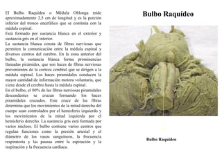 Bulbo RaquídeoEl Bulbo Raquídeo o Médula Oblonga mide
aproximadamente 2,5 cm de longitud y es la porción
inferior del tronco encefálico que se continúa con la
médula espinal.
Está formado por sustancia blanca en el exterior y
sustancia gris en el interior.
La sustancia blanca consta de fibras nerviosas que
permiten la comunicación entre la médula espinal y
diversos centros del cerebro. En la zona anterior del
bulbo, la sustancia blanca forma prominencias
llamadas pirámides, que son haces de fibras nerviosas
provenientes de la corteza cerebral que se dirigen a la
médula espinal. Los haces piramidales conducen la
mayor cantidad de información motora voluntaria, que
viene desde el cerebro hasta la médula espinal.
En el bulbo, el 80% de las fibras nerviosas piramidales
descendentes se cruzan formando los haces
piramidales cruzados. Este cruce de las fibras
determina que los movimientos de la mitad derecha del
cuerpo sean controlados por el hemisferio izquierdo y
los movimientos de la mitad izquierda por el
hemisferio derecho. La sustancia gris está formada por
varios núcleos. El bulbo contiene varios centros que
regulan funciones como la presión arterial y el
diámetro de los vasos sanguíneos, la frecuencia
respiratoria y las pausas entre la espiración y la
inspiración y la frecuencia cardiaca.
Bulbo Raquídeo
 
