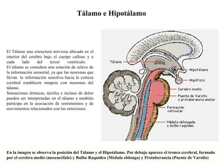 Tálamo e Hipotálamo
El Tálamo una estructura nerviosa ubicada en el
interior del cerebro bajo el cuerpo calloso y a
cada lado del tercer ventrículo.
El tálamo se considera una estación de relevo de
la información sensorial, ya que las neuronas que
llevan la información sensitiva hacia la corteza
cerebral establecen sinapsis con neuronas del
tálamo.
Sensaciones térmicas, táctiles e incluso de dolor
pueden ser interpretadas en el tálamo y también
participa en la asociación de sentimientos y de
movimientos relacionados con las emociones.
En la imagen se observa la posición del Tálamo y el Hipotálamo. Por debajo aparece el tronco cerebral, formado
por el cerebro medio (mesencéfalo) y Bulbo Raquídeo (Médula oblonga) y Protuberancia (Puente de Varolio)
 