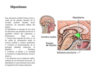 Esta estructura cerebral forma el piso y
parte de las paredes laterales de la
cavidad cerebral llamada tercer
ventrículo. Se encuentra debajo del
tálamo.
El hipotálamo se encarga de una serie
de funciones que permiten preservar el
equilibrio interno del organismo u
homeostasis. Estas son:
1. Actúa como estación de relevo y vía
de salida de información desde la
corteza cerebral a centros autónomos
2. Controla el funcionamiento de la
principal glándula endocrina: la
hipófisis o Pituitaria
3. Controla el apetito y la saciedad
4. Controla el comportamiento sexual y
afectivo
5. Se relaciona con el estado de vigilia
Además de sus funciones nerviosas, el
hipotálamo es una estructura clave para
la regulación del sistema endocrino.
Hipotálamo
 