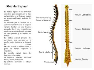 La médula espinal es una estructura
cilíndrica que comienza en la base
del encéfalo, en el foramen magno,
un agujero del hueso occipital del
cráneo.
Se extiende por el interior de la
columna vertebral hasta la segunda
vértebra lumbar con una longitud
promedio de 45 cm., extensión que
puede variar según la talla corporal
de cada persona y el tamaño del
tronco.
La médula espinal presenta dos
curvaturas: una cervical, en el
cuello, y otra lumbar, a la altura de
la cintura.
De cada lado de la médula nacen 31
pares de nervios espinales o
raquídeos.
La médula espinal tiene dos
funciones principales:
a) conducir impulsos nerviosos
hacia y desde el encéfalo
b) elaborar respuestas a reflejos
simples.
Médula Espinal
 