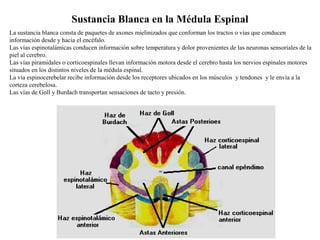 La sustancia blanca consta de paquetes de axones mielinizados que conforman los tractos o vías que conducen
información desde y hacia el encéfalo.
Las vías espinotalámicas conducen información sobre temperatura y dolor provenientes de las neuronas sensoriales de la
piel al cerebro.
Las vías piramidales o corticoespinales llevan información motora desde el cerebro hasta los nervios espinales motores
situados en los distintos niveles de la médula espinal.
La vía espinocerebelar recibe información desde los receptores ubicados en los músculos y tendones y le envía a la
corteza cerebelosa.
Las vías de Goll y Burdach transportan sensaciones de tacto y presión.
Sustancia Blanca en la Médula Espinal
 
