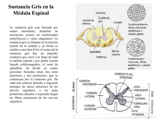 La sustancia gris está formada por
somas neuronales, dendritas de
asociación, axones no mielinizados
(amielínicos) y vasos sanguíneos. La
sustancia gris se dispone en la porción
central de la médula y su forma es
similar a una letra H En el centro de la
sustancia gris hay un pequeño
conducto que corre a lo largo de toda
la médula espinal y por donde circula
líquido cefalorraquídeo: el canal de
epéndimo. Se divide en cuatro
porciones llamadas astas; dos astas
anteriores y dos posteriores, que se
comunican por la comisura gris. De
cada asta anterior derecha e izquierda
emergen las raíces anteriores de los
nervios raquídeos; a las astas
posteriores derecha e izquierda llegan
las fibras posteriores de los nervios
raquídeos.
Sustancia Gris en la
Médula Espinal
 