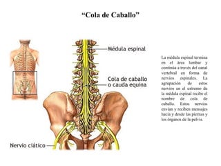 La médula espinal termina
en el área lumbar y
continúa a través del canal
vertebral en forma de
nervios espinales. La
agrupación de estos
nervios en el extremo de
la médula espinal recibe el
nombre de cola de
caballo. Estos nervios
envían y reciben mensajes
hacia y desde las piernas y
los órganos de la pelvis.
“Cola de Caballo”
 