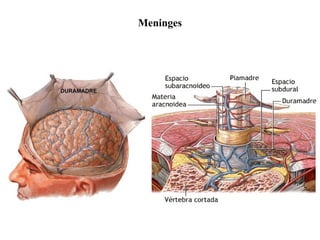 Meninges
 
