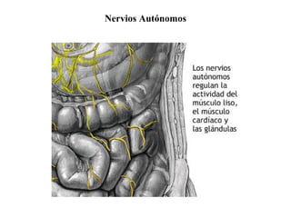 Nervios Autónomos
 