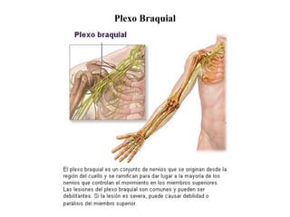 Plexo Braquial
 