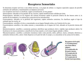 Receptores Sensoriales
Se denomina receptor nervioso a una célula nerviosa, a un grupo de células o a órganos especiales capaces de percibir
estímulos del ambiente y transformarlos en impulsos nerviosos.
Los receptores nerviosos se clasifican, según su localización, en tres grupos:
Interoceptores: ubicados en las paredes de las vísceras; captan modificaciones sufridas por éstas.
Propioceptores: ubicados en los órganos del sistema locomotor captan la posición relativa de dos huesos entre sí, la
tensión de los tendones y la contracción y posición de las articulaciones.
Exteroceptores: ubicados en la periferia del organismo; captan estímulos exteriores. Se clasifican según el tipo de
estímulo que los excite, en:
Fotorreceptores: sensibles a la luz y concentrados en un órgano llamado retina, en el interior de los ojos.
Fonorreceptores sensibles a las ondas sonoras y concentrados en el órgano de Corti, ubicado en la porción interna del
oído.
Quimiorreceptores: sensibles a sustancias químicas odoríferas (que producen olor) y sápidas (que producen sabor). Se
localizan en la mucosa pituitaria o amarilla de las fosas nasales y en la masa lingual, paladar y labios.
Mecanorreceptores: sensibles a estímulos mecánicos (tales como presión, dolor, pellizco, tacto), estímulos eléctricos y
estímulos térmicos (frío, calor). Están dispersos en la piel de todo el cuerpo y se concentran en las yemas de los dedos.
Receptores de la piel.
1) Terminaciones
nerviosas libres
(dolor),
2) Corpúsculos de
Krausse (tacto),
3) Corpúsculo de
Meissner (tacto),
4) Corpúsculo de
Pacini (tacto/presión).
 