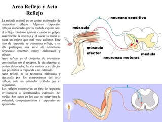 Arco Reflejo y Acto
Reflejo
La médula espinal es un centro elaborador de
respuestas reflejas. Algunas respuestas
reflejas elaboradas por la médula espinal son:
el reflejo rotuliano (patear cuando se golpea
suavemente la rodilla) y el sacar la mano al
tocar un objeto que está muy caliente. Este
tipo de respuesta se denomina refleja, y en
ella participan una serie de estructuras
nerviosas: receptor, centro elaborador y
efector.
Arco reflejo es el conjunto de estructuras
constituidas por el receptor, la vía aferente, el
centro elaborador, la vía motora y el efector
que posibilita la respuesta a un estímulo.
Acto reflejo es la respuesta elaborada y
ejecutada por los componentes del arco
reflejo, ante un estímulo recibido por el
organismo.
Los reflejos constituyen un tipo de respuesta
involuntaria a determinados estímulos del
medio. Son actos en los que no interviene la
voluntad; comportamientos a respuestas no
aprendidas.
 