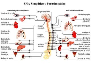 SNA Simpático y Parasimpático
 