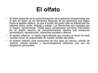 El olfato
• El olfato depende de la quimiorrecepción de sustancias transportadas por
el aire. El sabor de los alimentos depende de los estímulos que llegan
hasta el epitelio olfativo, ya que a través del gusto sólo se diferencian los
sabores dulce, ácido, amargo y salado. Las feromonas son captadas por
el órgano vomeronasal. Todas estas sensaciones químicas intervienen
en un amplio abanico de comportamientos básicos que involucran
alimentación, reproducción, relaciones sociales y alarma.
• El epitelio olfatorio, un tejido especializado que recubre el techo de cada
cavidad nasal, es responsable de nuestro sentido del olfato.
• El epitelio olfatorio está compuesto de tres tipos de células: células de
soporte, células basales y neurorreceptores olfatorios, que son los
receptores sensoriales.
 
