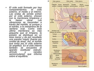 • El oído está formado por tres
compartimientos: el oído
externo, el medio y el interno.
Las ondas de sonido entran
por el oído externo, chocan
con la membrana timpánica y
la hacen vibrar. Las
vibraciones se transmiten a
través del martillo, el yunque y
el estribo, a la membrana de la
ventana oval. Como esta
última membrana es más
pequeña que el tímpano, la
presión se distribuye en un
área menor y da por resultado
una presión mayor (fuerza por
unidad de área). Así, el sonido
que entró por el oído externo
se amplifica. En el oído interno
también se encuentra el
aparato vestibular (sáculo-
utrículo y canales
semicirculares) que informa
sobre el equilibrio.
 