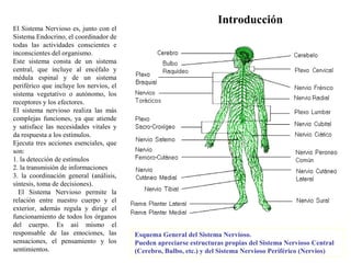Introducción
El Sistema Nervioso es, junto con el
Sistema Endocrino, el coordinador de
todas las actividades conscientes e
inconscientes del organismo.
Este sistema consta de un sistema
central, que incluye al encéfalo y
médula espinal y de un sistema
periférico que incluye los nervios, el
sistema vegetativo o autónomo, los
receptores y los efectores.
El sistema nervioso realiza las más
complejas funciones, ya que atiende
y satisface las necesidades vitales y
da respuesta a los estímulos.
Ejecuta tres acciones esenciales, que
son:
1. la detección de estímulos
2. la transmisión de informaciones
3. la coordinación general (análisis,
síntesis, toma de decisiones).
El Sistema Nervioso permite la
relación entre nuestro cuerpo y el
exterior, además regula y dirige el
funcionamiento de todos los órganos
del cuerpo. Es así mismo el
responsable de las emociones, las
sensaciones, el pensamiento y los
sentimientos.
Esquema General del Sistema Nervioso.
Pueden apreciarse estructuras propias del Sistema Nervioso Central
(Cerebro, Bulbo, etc.) y del Sistema Nervioso Periférico (Nervios)
 