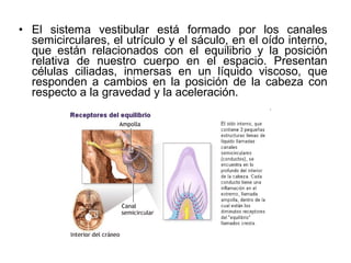 • El sistema vestibular está formado por los canales
semicirculares, el utrículo y el sáculo, en el oído interno,
que están relacionados con el equilibrio y la posición
relativa de nuestro cuerpo en el espacio. Presentan
células ciliadas, inmersas en un líquido viscoso, que
responden a cambios en la posición de la cabeza con
respecto a la gravedad y la aceleración.
 