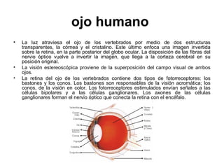 ojo humano
• La luz atraviesa el ojo de los vertebrados por medio de dos estructuras
transparentes, la córnea y el cristalino. Este último enfoca una imagen invertida
sobre la retina, en la parte posterior del globo ocular. La disposición de las fibras del
nervio óptico vuelve a invertir la imagen, que llega a la corteza cerebral en su
posición original.
• La visión estereoscópica proviene de la superposición del campo visual de ambos
ojos.
• La retina del ojo de los vertebrados contiene dos tipos de fotorreceptores: los
bastones y los conos. Los bastones son responsables de la visión acromática; los
conos, de la visión en color. Los fotorreceptores estimulados envían señales a las
células bipolares y a las células ganglionares. Los axones de las células
ganglionares forman el nervio óptico que conecta la retina con el encéfalo.
 