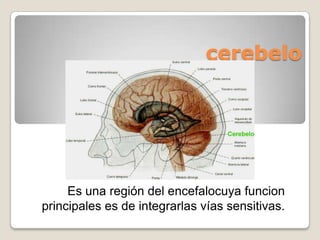 cerebelo Es una región del encefalocuya funcion principales es de integrarlas vías sensitivas. 