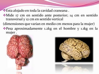 Esta alojado en toda la cavidad craneana .
Mide 17 cm en sentido ante posterior; 14 cm en sentido

transversal y 12 cm en sentido vertical
(dimensiones que varían en medio cm menos para la mujer)
Pesa aproximadamente 1.2kg en el hombre y 1.1kg en la
mujer .

 