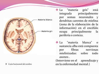  La “materia gris” está
integrada
principalmente
por somas neuronales y
dendritas carentes de mielina
(zona de la elaboración de la
información) en el encéfalo
ocupa principalmente la
periferia o corteza.

 Corte horizontal del cerebro

 La "materia blanca" o
sustancia alba está compuesta
por
fibras
nerviosas
mielinizadas: sobre todo
axones .
(Interviene en el aprendizaje y
en la enfermedad mental.)

 